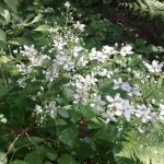 Cass Lake Campground