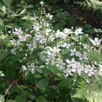 Cass Lake Campground ico
