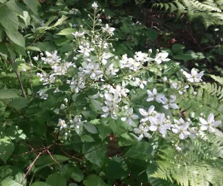 Cass Lake Campground