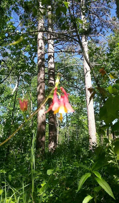 Cass Lake Campground Picture 3