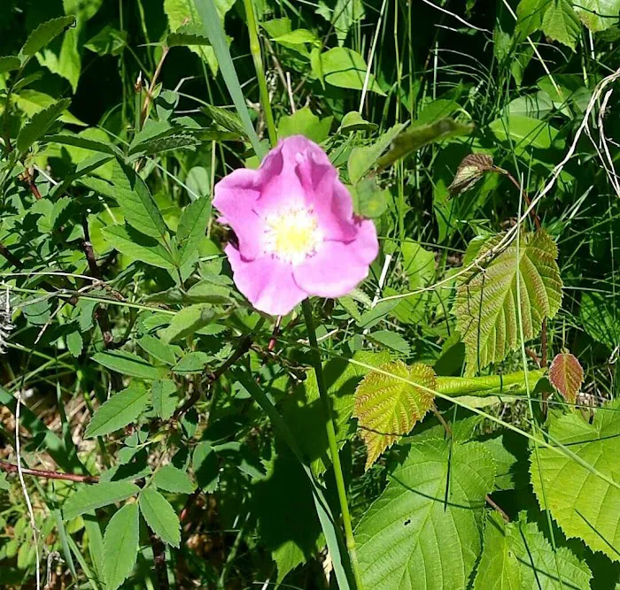 Cass Lake Campground Picture 8