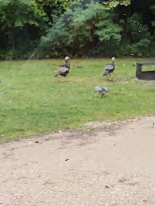 Lake Poinsett Campground 1 Picture 7