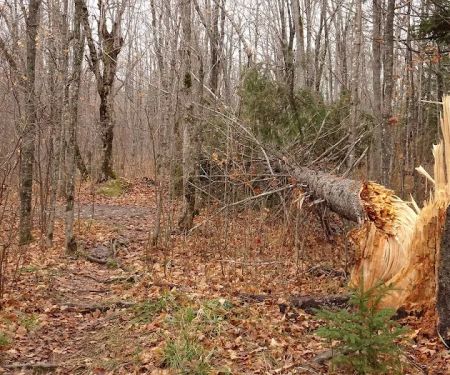 Palisade Creek West Campsite