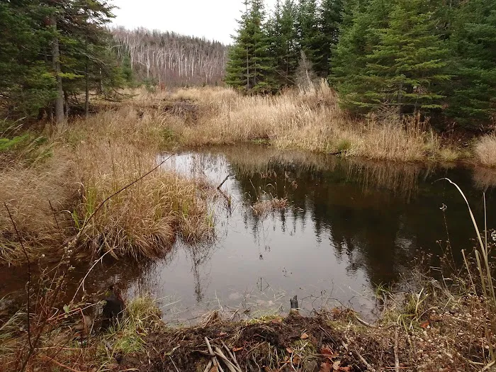 Round Mountain Beaver Pond Camp Picture 1