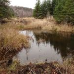 Round Mountain Beaver Pond Camp