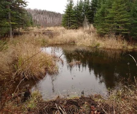 Round Mountain Beaver Pond Camp