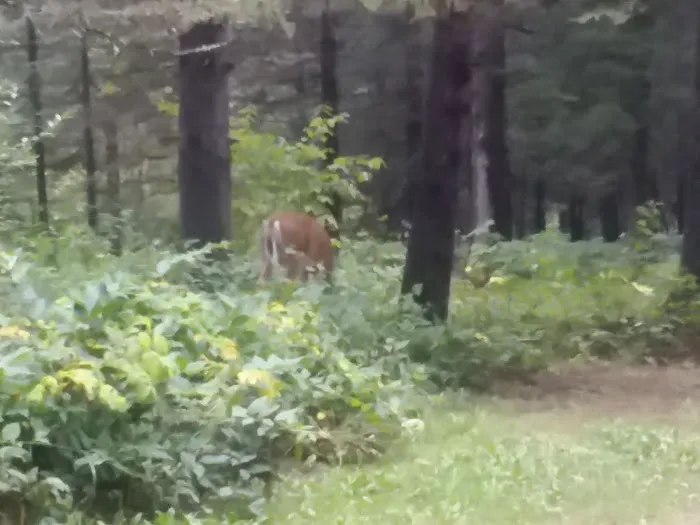 Eckbeck Campground Picture 9