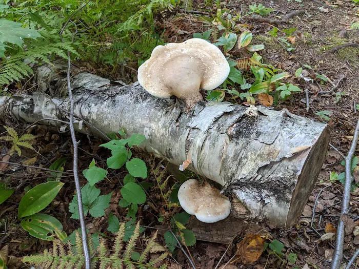 Leskinen Creek Camp Picture 4