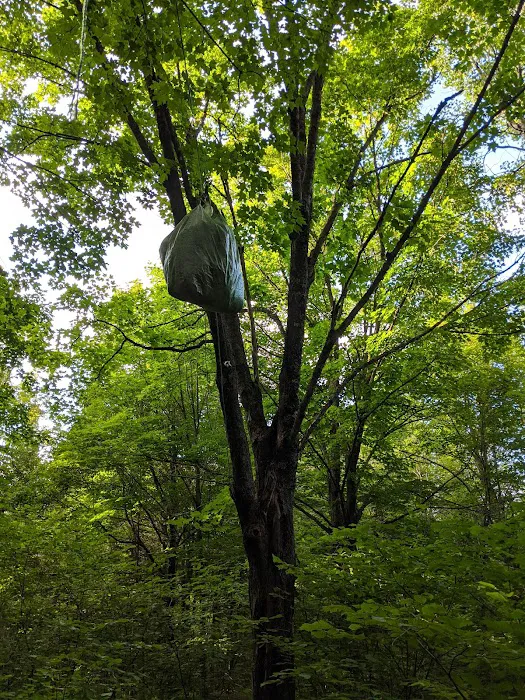 Leskinen Creek Camp Picture 2