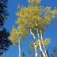 Aspen Knob Camp ico