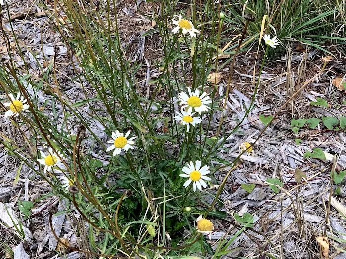 Vermilion Ridge Campground Picture 10