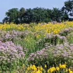 Shawnee Mission Park Campsite & Youth Camp 1