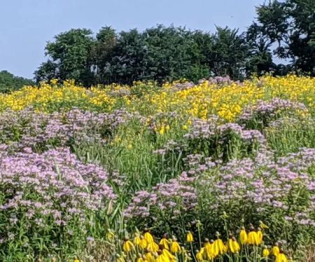 Shawnee Mission Park Campsite & Youth Camp 1