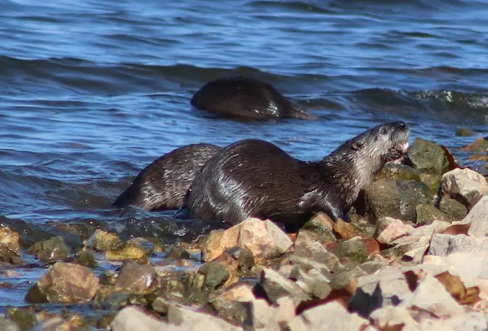 Ruark Bluff East Side Campgrounds camp site B-6 Picture 7