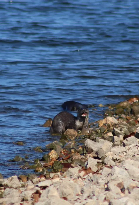 Ruark Bluff East Side Campgrounds camp site B-6 Picture 1
