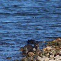 Ruark Bluff East Side Campgrounds camp site B-6 ico