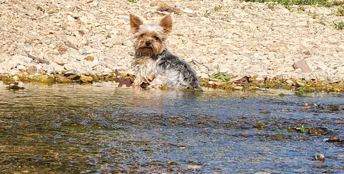Campground at the Falls Picture 4