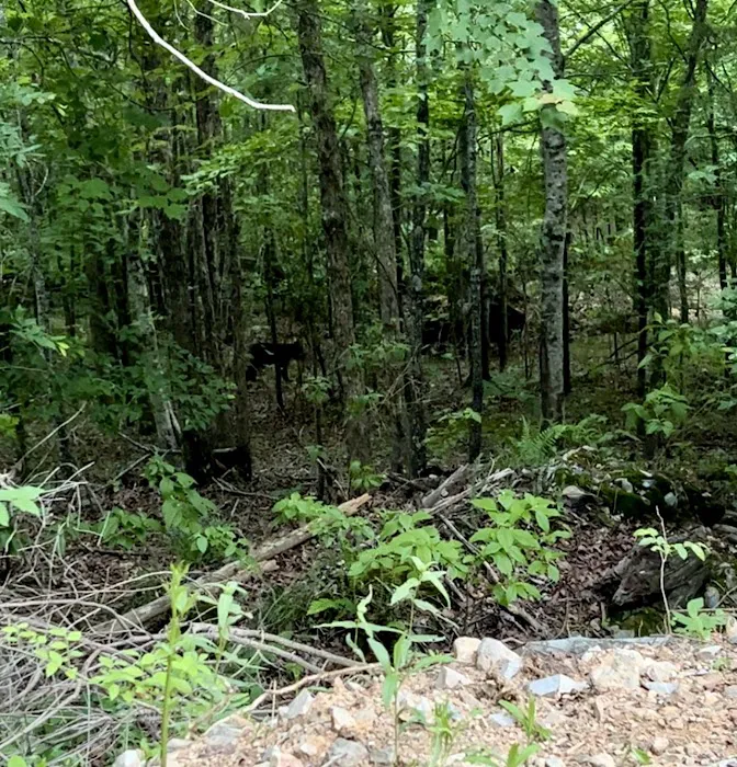 Screaming Eagle Cabins Picture 10