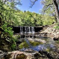 Bard Springs ico