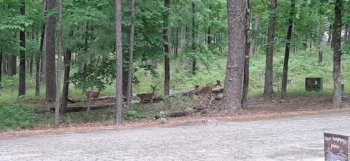 Brushy Creek Campground Picture 1