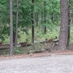 Brushy Creek Campground