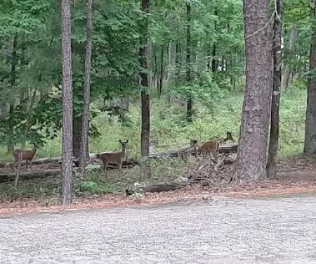 Brushy Creek Campground