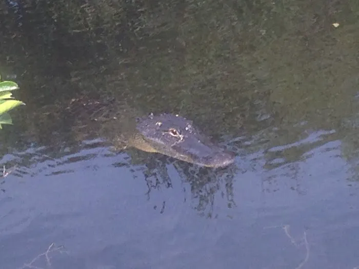 Shark River Chickee Picture 5