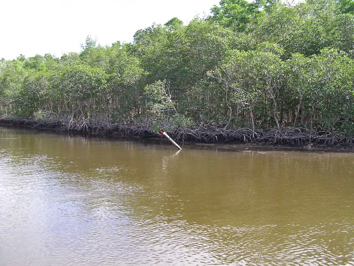 Shark River Chickee Picture 8