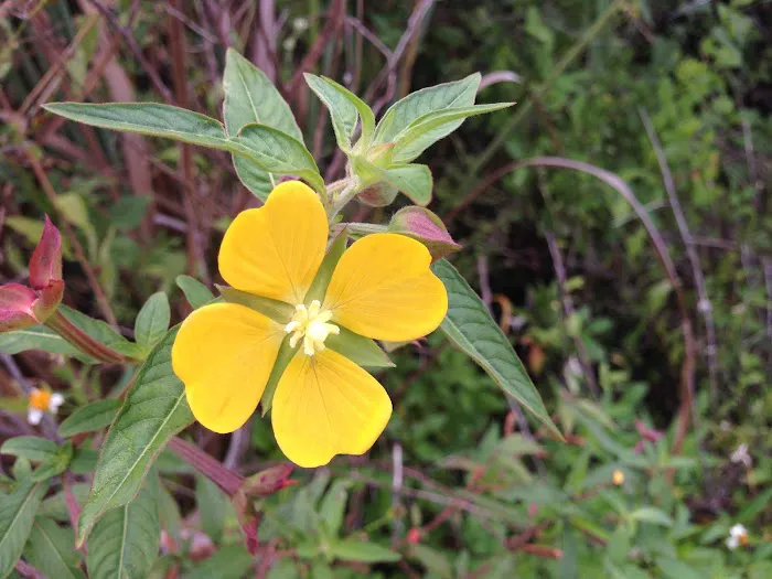 Shark River Chickee Picture 2