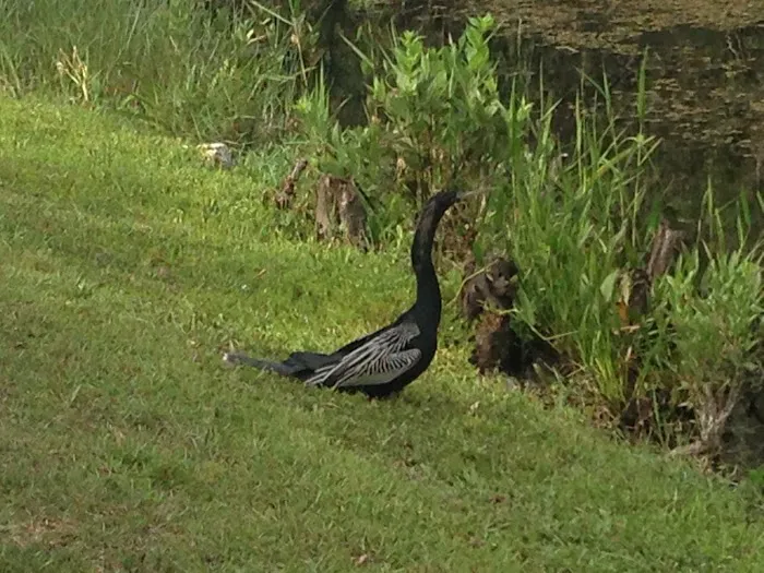 North River Chickee Picture 8