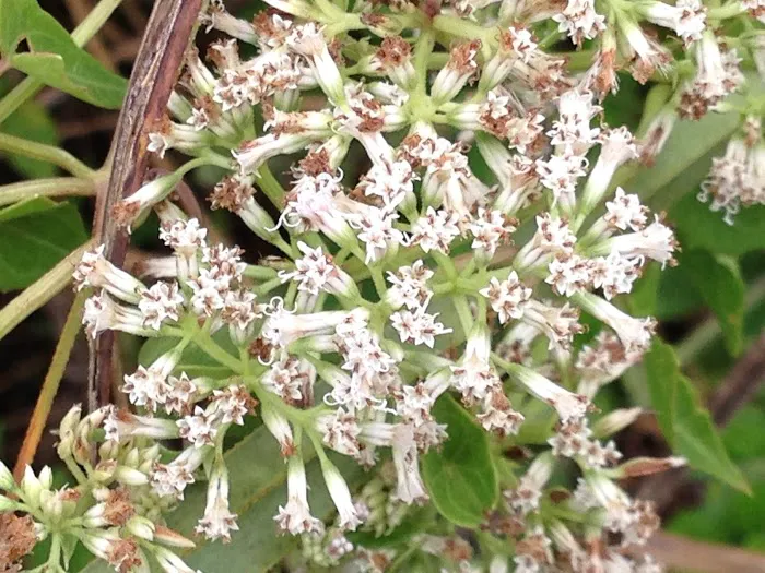 North River Chickee Picture 9