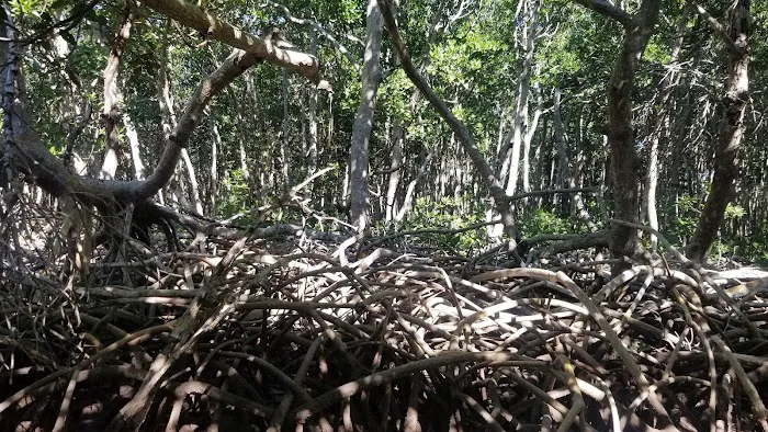 Joe River Chickee Picture 4