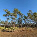 Long Pine Key Campground