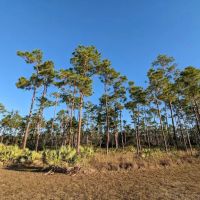 Long Pine Key Campground ico