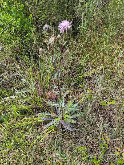 Camp Everglades (BSA) Picture 9