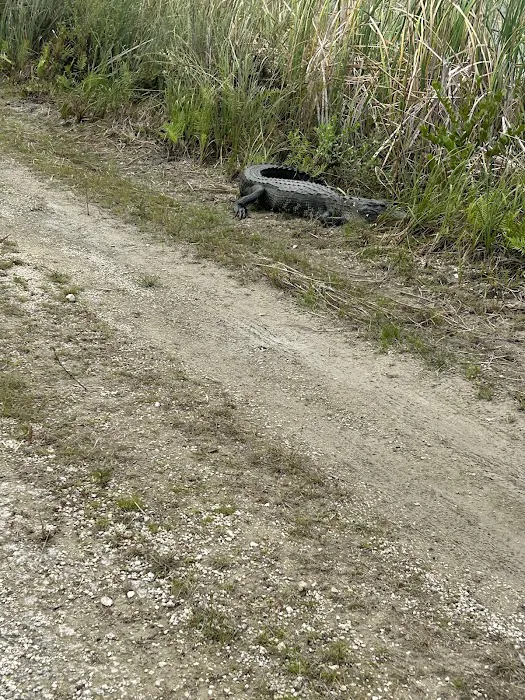 Ernest Coe Campground Picture 5