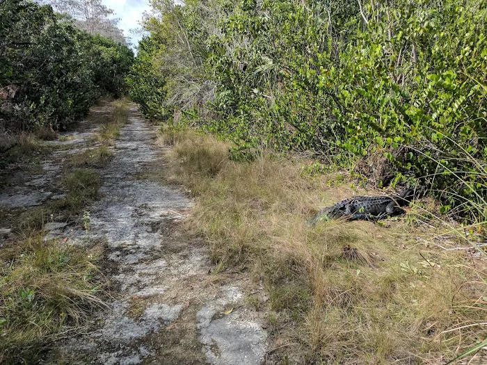 Ernest Coe Campground Picture 7