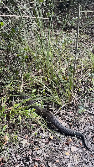 Ernest Coe Campground Picture 8