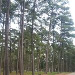 US Forestry Department