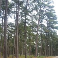 US Forestry Department ico