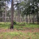 Shockaloe Base Camp I