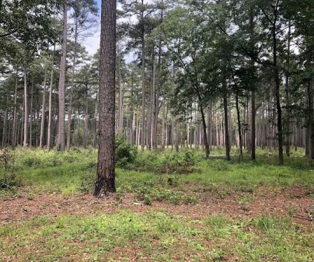 Shockaloe Base Camp I