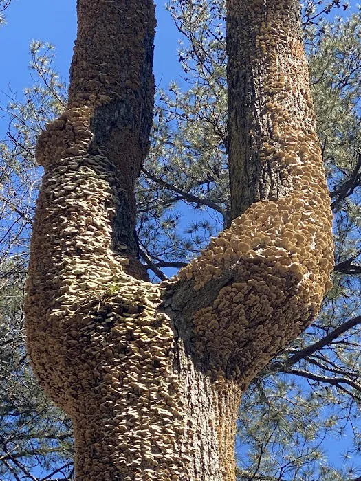 Shockaloe Base Camp I Picture 6