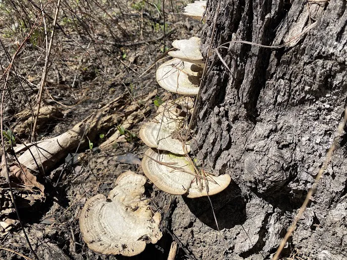 Shockaloe Base Camp I Picture 7