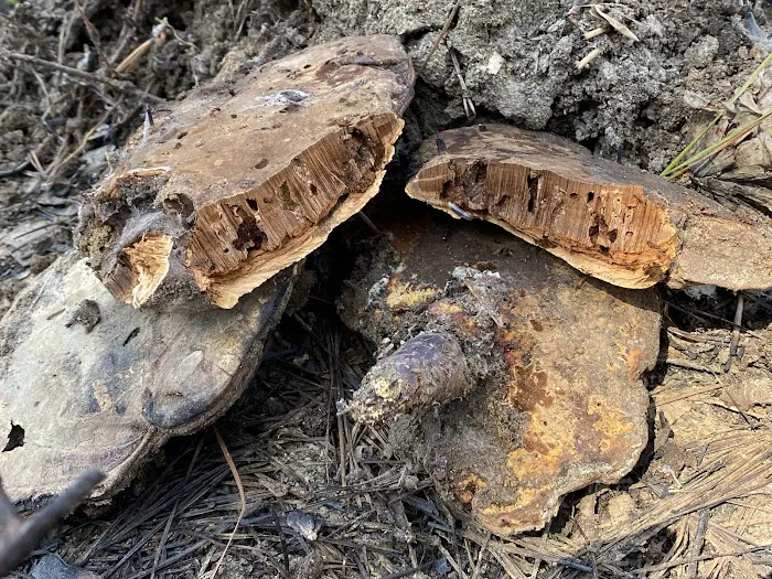 Shockaloe Base Camp I Picture 8