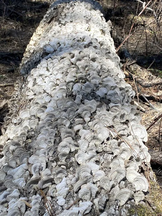 Shockaloe Base Camp I Picture 9