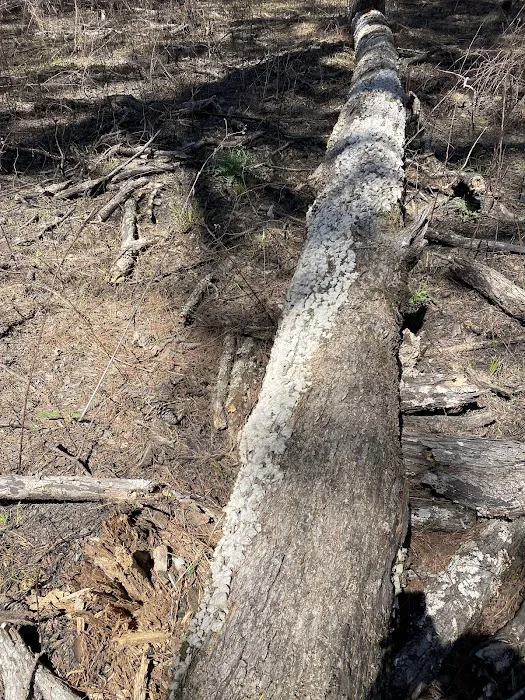 Shockaloe Base Camp I Picture 10