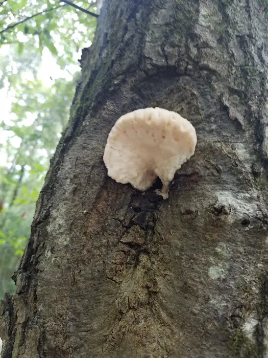 Bogue Chitto Water Park and RV Campground Picture 10