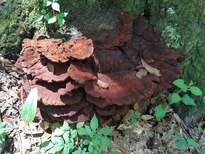 Bogue Chitto Water Park and RV Campground Picture 5