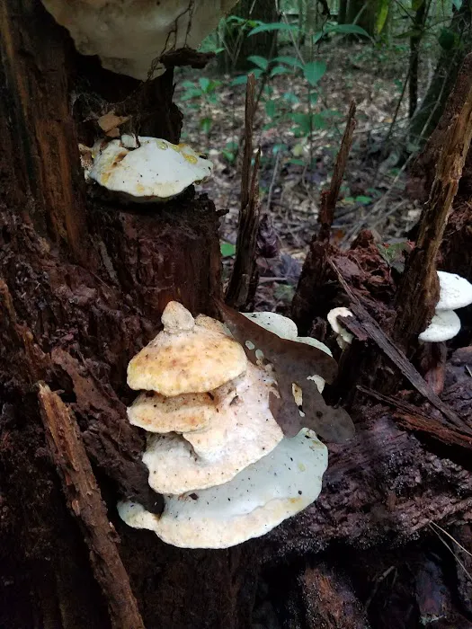 Bogue Chitto Water Park and RV Campground Picture 9